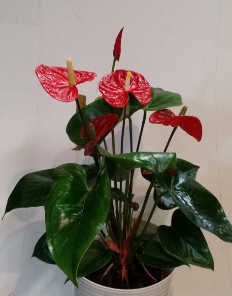 photo29.jpg