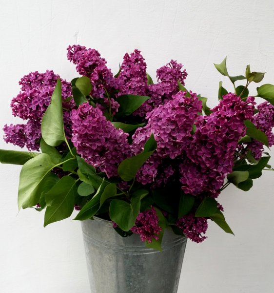 photo45.jpg